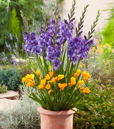 Kompozycja Słoneczny Urok 30 szt.