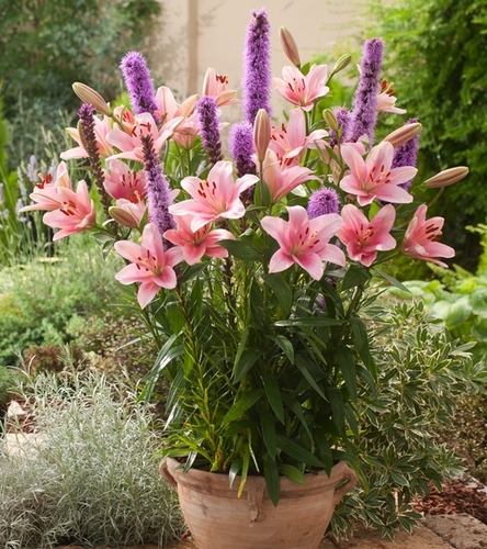 Kompozycja Magia Delikatności 15 szt.