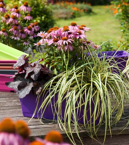 Kompozycja Ogrodowa Symfonia 3 szt.