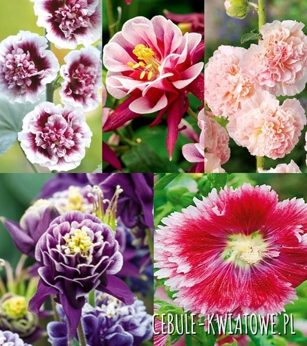 Zestaw Aquilegia, Alcea Orlik pełny Malwa I wybór
