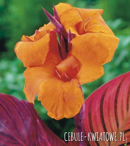 Canna Kanna Paciorecznik Tropicana 1 szt.