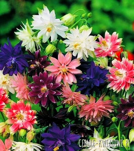 Aquilegia Orlik Pełny Mix 5 szt.