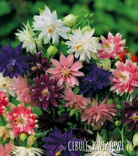 Aquilegia Orlik Pojedynczy Mix 5 szt.