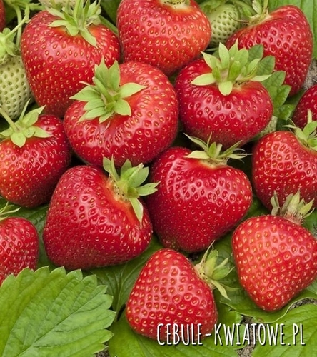 Truskawka Elianny - sadzonka 1 szt