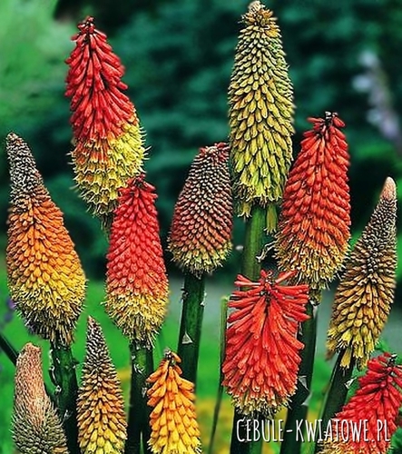 Kniphofia Trytoma Mix 5 szt.