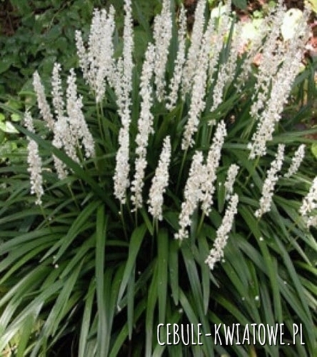 Liriope Muscari Szafirkowe Monroe White Sadzonka Doniczka P9