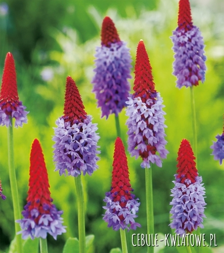 Primula Vialii - Pierwiosnek Viala Sadzonka Doniczka P9