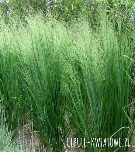 Proso Rózgowate Northwind - Panicum Virgatum Trawa Ozdobna Sadzonka Doniczka P9