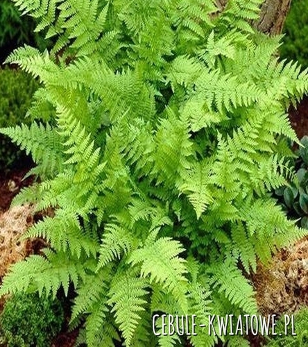 Paproć Wietlica Samicza - Athyrium Felix femina Sadzonka Doniczka P9