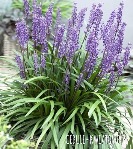 Liriope Muscari Szafirkowe Ingwersen Sadzonka Doniczka P9