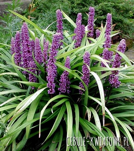 Liriope Muscari Szafirkowe Royal Purple Sadzonka Doniczka P9