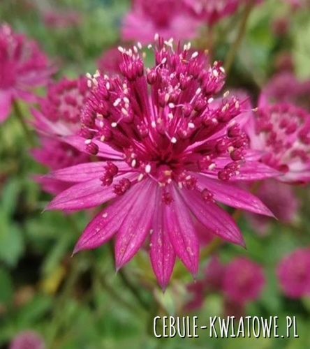 Astrantia Major - Jarzmianka Większa Capri Sadzonka Doniczka P9