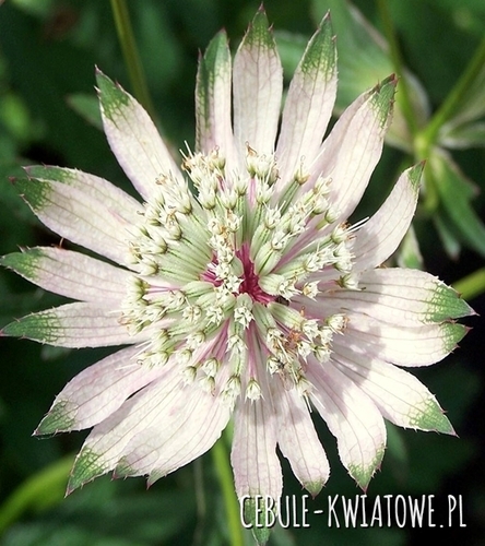 Astrantia Major - Jarzmianka Większa Snow Star Sadzonka Doniczka P9