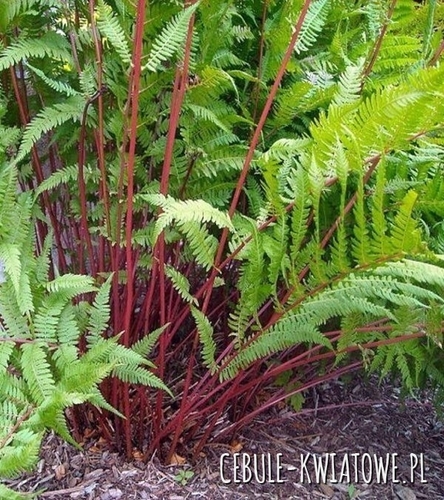 Paproć - Athyrium Lady in Red Sadzonka Doniczka P9