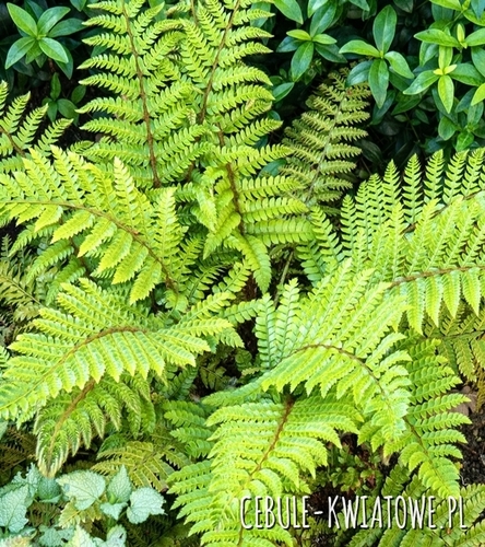 Paproć Paprotnik japoński Polystichum Polyblepharum Sadzonka Doniczka P9