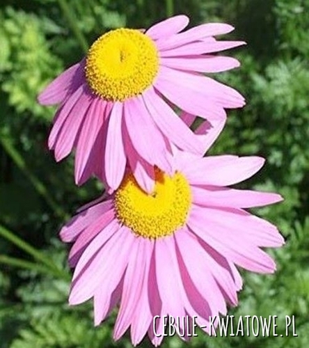 Złocień Rose Tanacetum Coccineum Sadzonka Doniczka P9