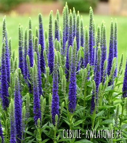 Przetacznik Kłosowy Ulster Dwarf Blue Veronica Sadzonka Doniczka P9