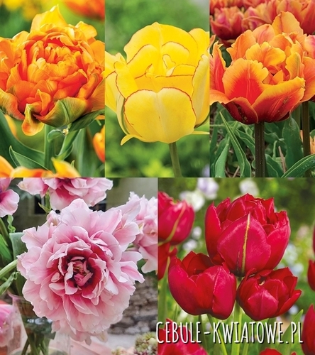 Zestaw Tulipan Pełny "8" 11/12