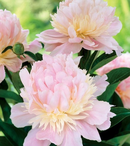 Paeonia - Piwonia Angel Cheeks 1 szt.