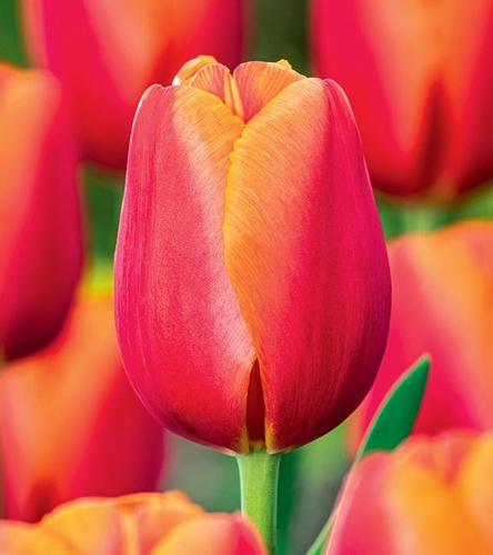 Tulipan Triumph Time Out 5 szt.