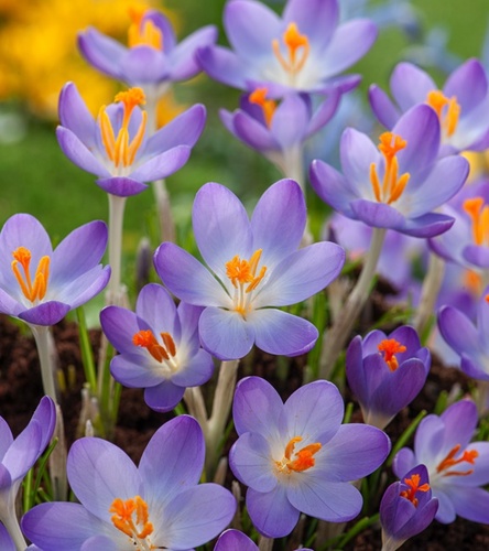 Crocus Scepusiensis - Krokus Wiosenny Spiski 10 szt.