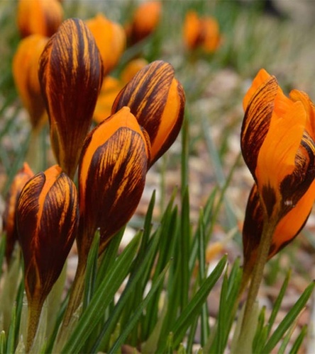 Crocus - Krokus Olivieri Ssp Balansae 10 szt.
