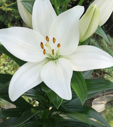 Lilium - Lilia Azjatycka Kent 1 szt.