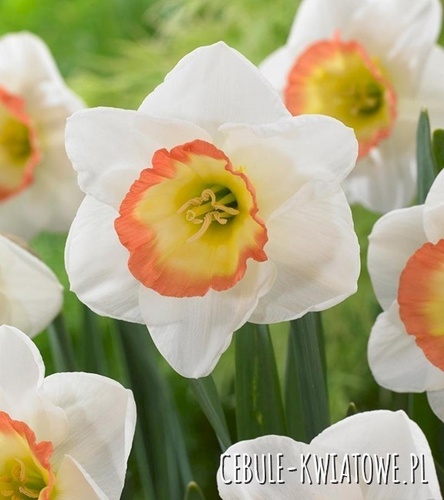 Narcissus - Narcyz Wielkoprzykoronkowy Night Cap 5 szt.