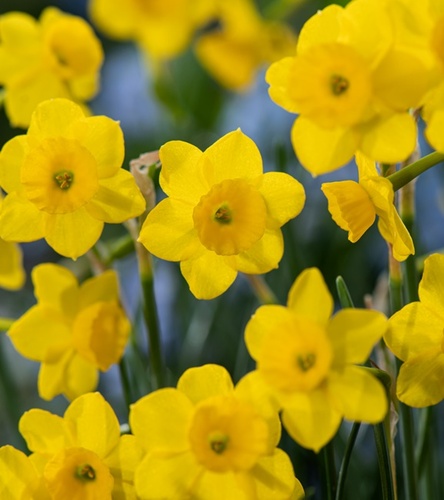 Narcissus - Narcyz Botaniczny More And More 5 szt.