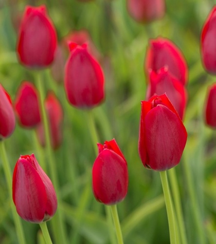 Tulipan Botaniczny Aximensis (Frans Alpentulp) 5 szt.