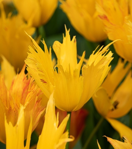 Tulipan Strzępiasty Golden Leo 5 szt.