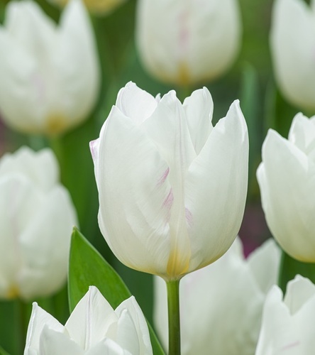 Tulipan Triumph Snowhill 5 szt.