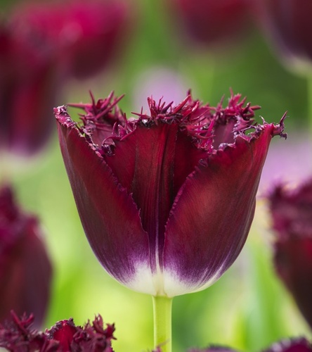 Tulipan Strzępiasty Purple Crystal 5 szt.