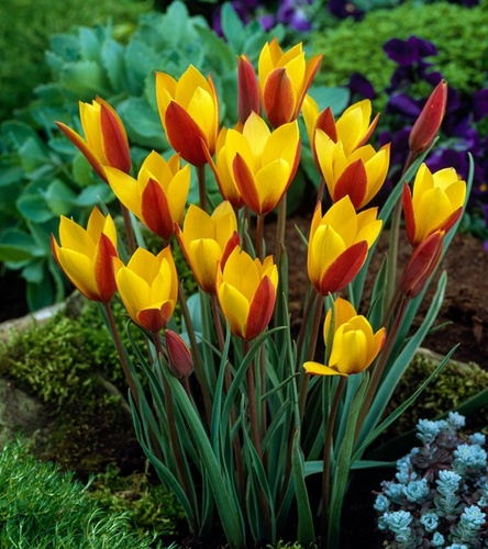 Tulipan Botaniczny Clusiana Tubergen's Gem 5 szt.