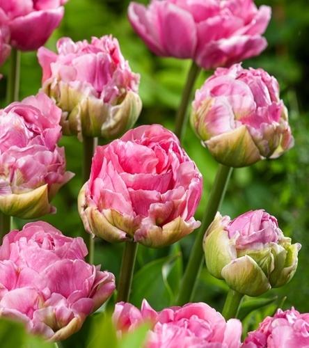 Tulipan Pełny Double Arosa 5 szt.