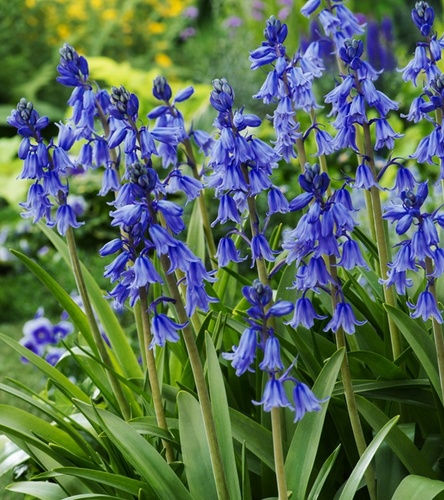 Hyacinthoides - Hiacyntowiec Excelsior 5 szt.