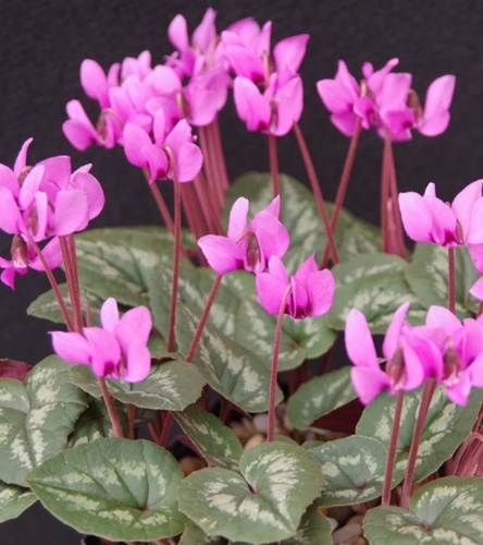 Cyclamen - Cyklamen Cilicium 1 szt.