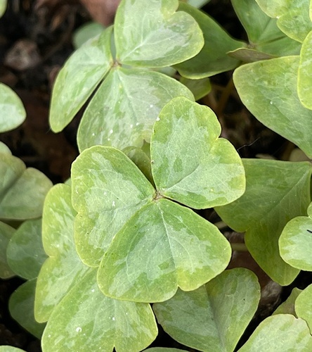 Oxalis - Szczawik Mystic Mist 10 szt.