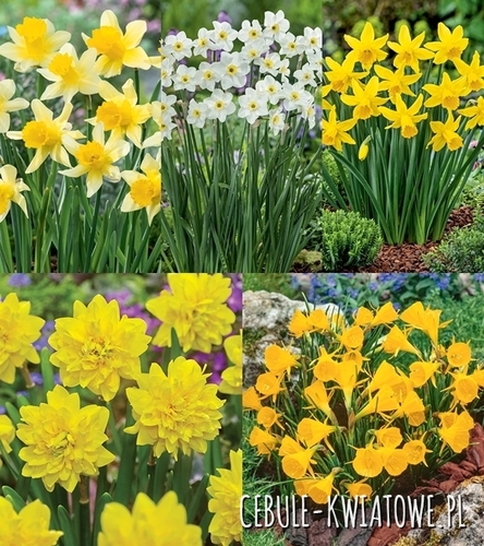 Zestaw Narcyz Botaniczny 3