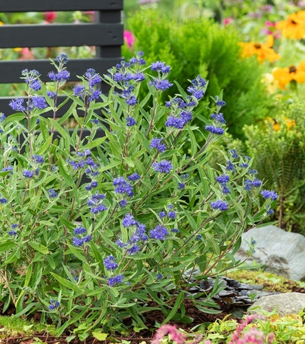 Caryopteris clandonensis Barbula kledońska Kew blue 1 szt.