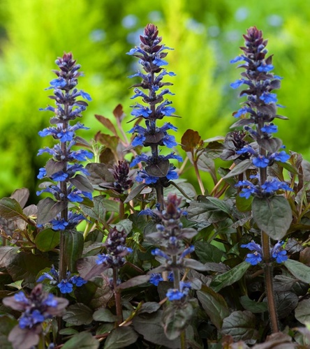 Ajuga reptans- Wieżyczka Dąbrówka rozłogowa atropurpurea 1 szt.