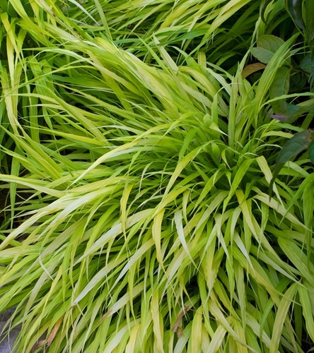 Trawa Hakone Hakonechloa smukła All Gold 1 szt.