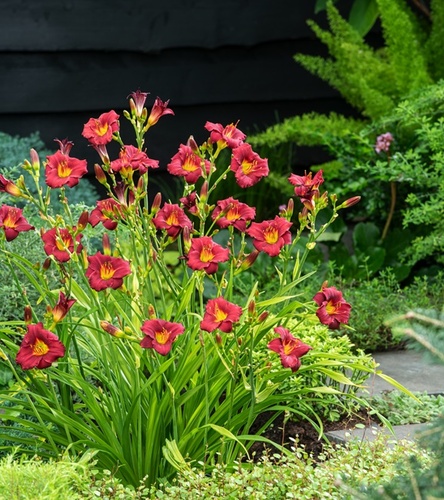 Hemerocallis Liliowiec Pardon Me 1 szt.