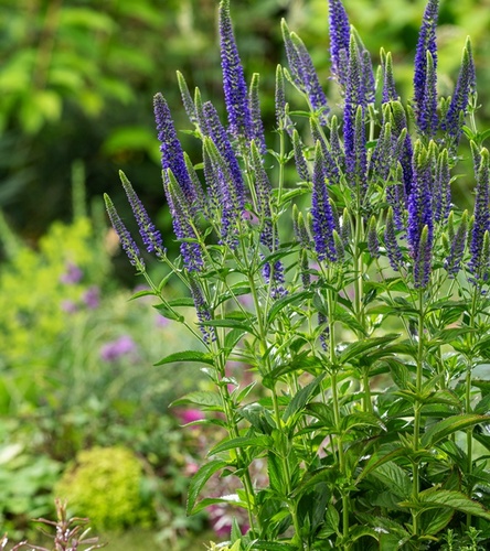 Veronica Przetacznik First glory 1 szt.