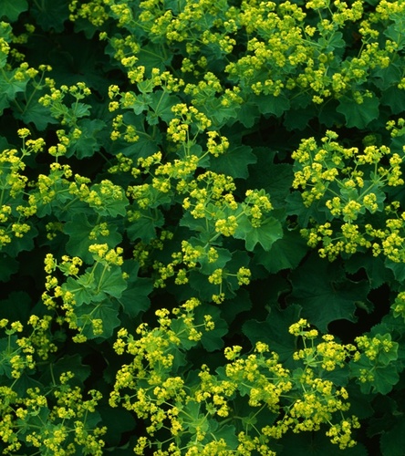 Przywrotnik ostroklapowy przywrotnik miękki 1 szt.
