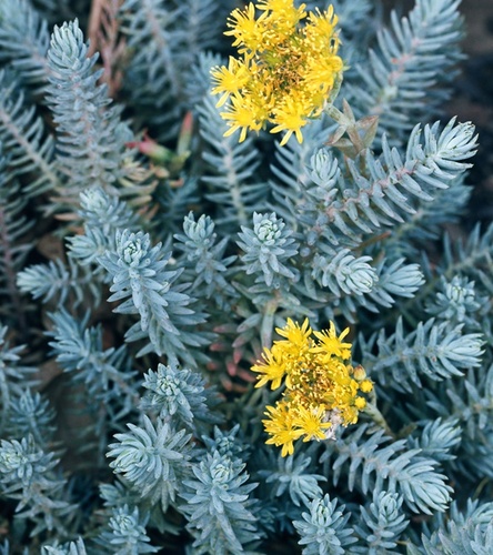 Sedum reflexum Rozchodnik Blue Spruce 1 szt.
