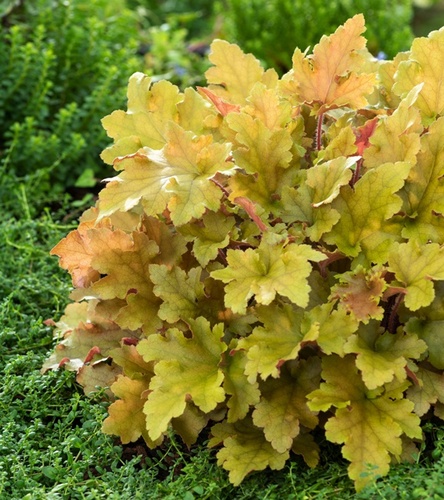 Heuchera Żurawka Marmalade 1 szt.