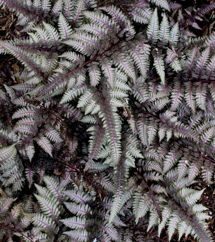 Athyrium Wietlica japońska Pewter Lace 1 szt.