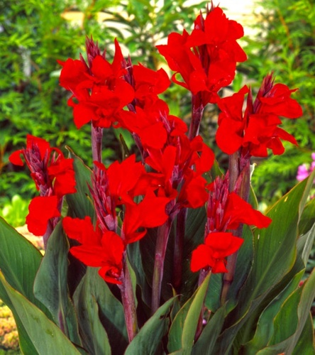 Canna - Kanna Paciorecznik Red Perfection 1 szt.