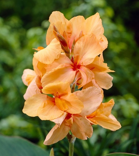 Canna - Kanna Paciorecznik Apricot Dream 1 szt.